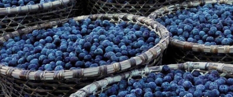 Acai Üzümü