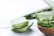 Aloe Vera Bakımı Nasıl Olur