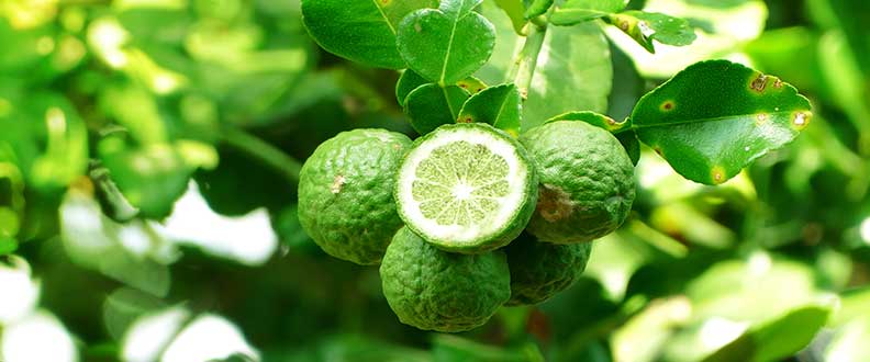 Bergamot Yağının Faydaları Nelerdir
