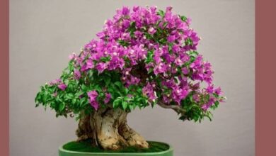 Bonsai Çiçeği Sulama Nasıl Olur