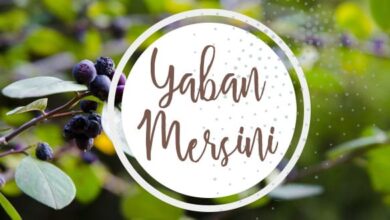 Yaban Mersini Faydaları Nelerdir