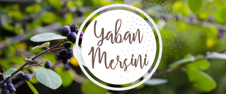 Yaban Mersini Faydaları Nelerdir