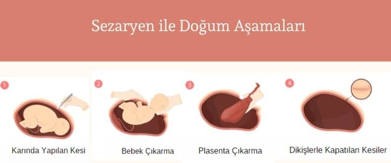 Plasenta Nedir