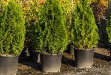 Ardıç Yağı Nasıl Elde Edilir