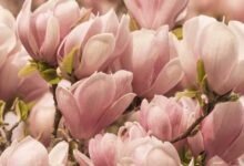 Cennet Manolya Ağacı Farkları