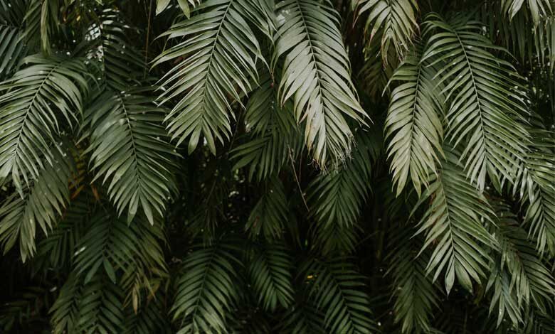 Arap Palmiye Bitkisi Nasıl Büyümektedir