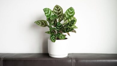 Calathea Bitkileri Nasıl Bakılmalı?