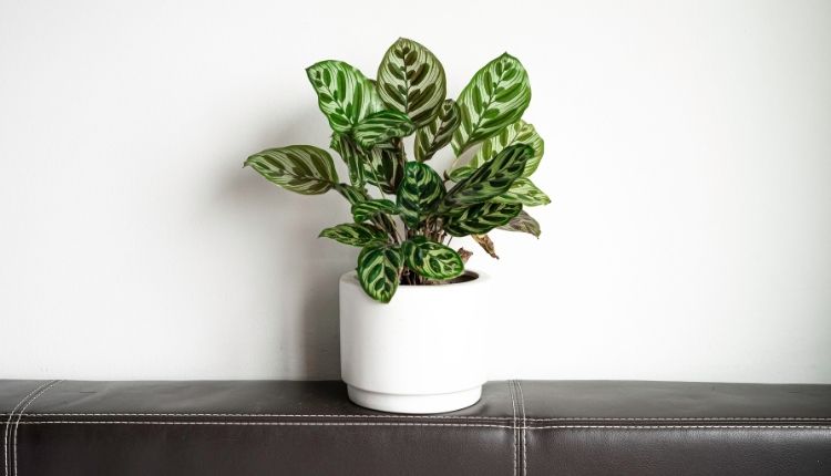 Calathea Bitkileri Nasıl Bakılmalı?